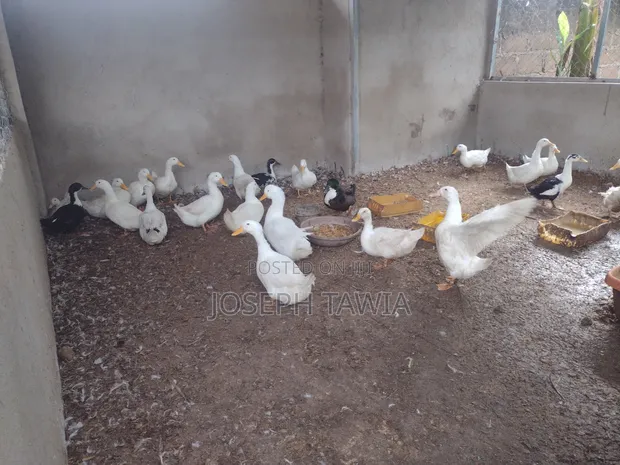 Ducks for Sale - Mature and Young - 1