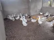 Ducks for Sale - Mature and Young - 1