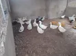 Ducks for Sale - Mature and Young - 2