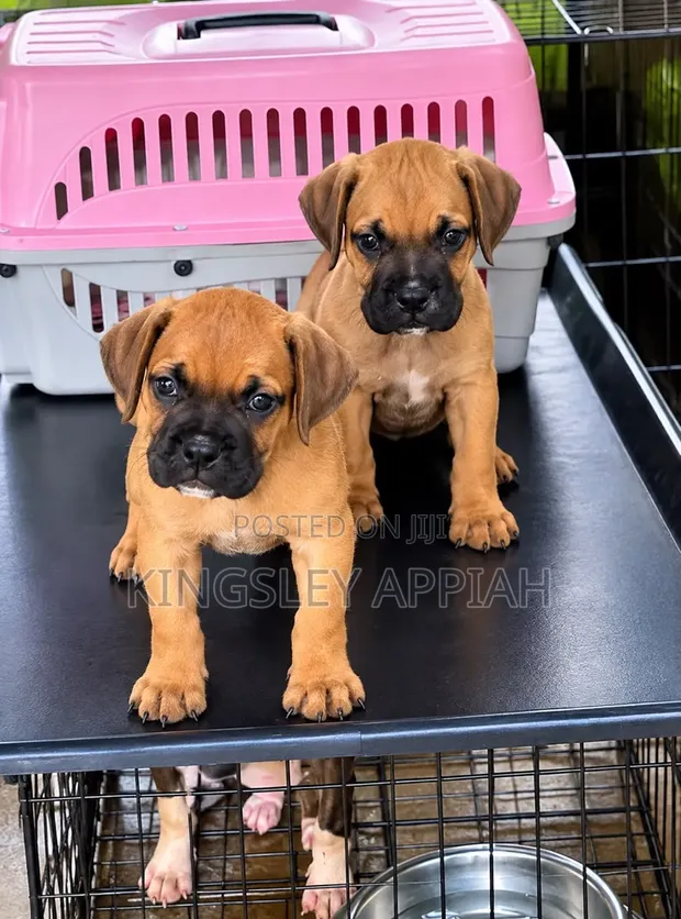 Female Purebred Boerboel Puppy (1-3 Months) - 1