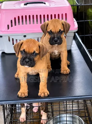 Female Purebred Boerboel Puppy (1-3 Months)