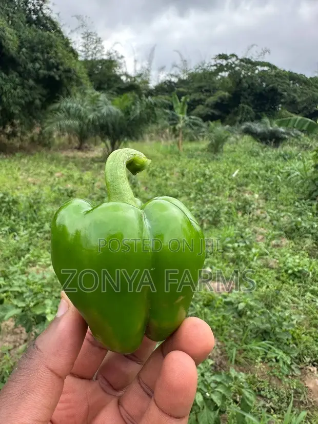 Sweet Green Pepper - 1