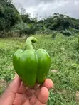 Sweet Green Pepper - 1