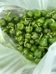 Sweet Green Pepper - 2