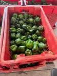 Sweet Green Pepper - 5