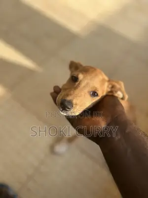 Female Mongrel Puppy (1-3 Months)