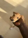 Female Mongrel Puppy (1-3 Months) - 1