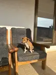 Female Mongrel Puppy (1-3 Months) - 2