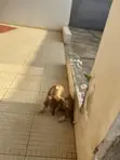 Female Mongrel Puppy (1-3 Months) - 3