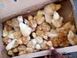 Reliable Quality Foreign Day Old Chicks - 1