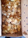 Reliable Quality Foreign Day Old Chicks - 2