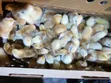 Reliable Quality Foreign Day Old Chicks - 3