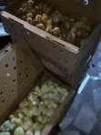 Reliable Quality Foreign Day Old Chicks - 4