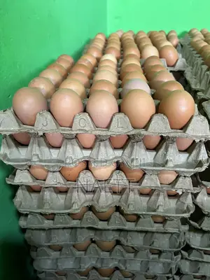 Fresh Chicken Eggs