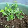 Sweet Orange Seedlings - 1