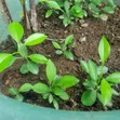Sweet Orange Seedlings - 2