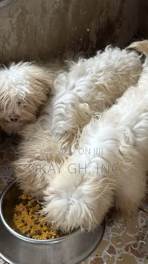 Purebred Poodle Puppy, 6 Months Old