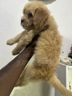 Female Purebred Poodle Puppy (1-3 Months)