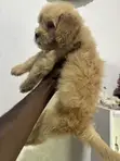 Female Purebred Poodle Puppy (1-3 Months) - 1