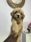 Female Purebred Poodle Puppy (1-3 Months) - 2
