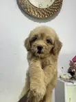 Female Purebred Poodle Puppy (1-3 Months) - 3