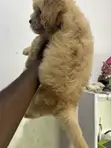 Female Purebred Poodle Puppy (1-3 Months) - 4