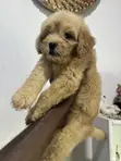 Female Purebred Poodle Puppy (1-3 Months) - 5