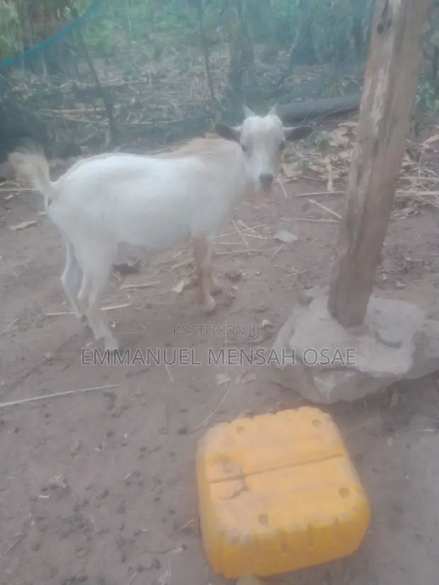 Healthy Male Goats for Sale - 1