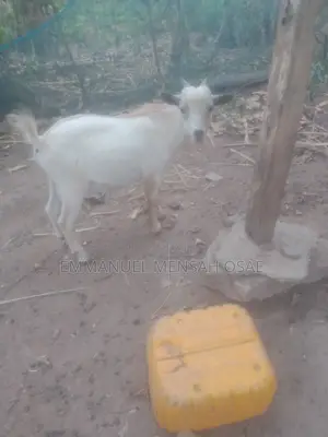 Healthy Male Goats for Sale