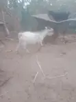 Healthy Male Goats for Sale - 2