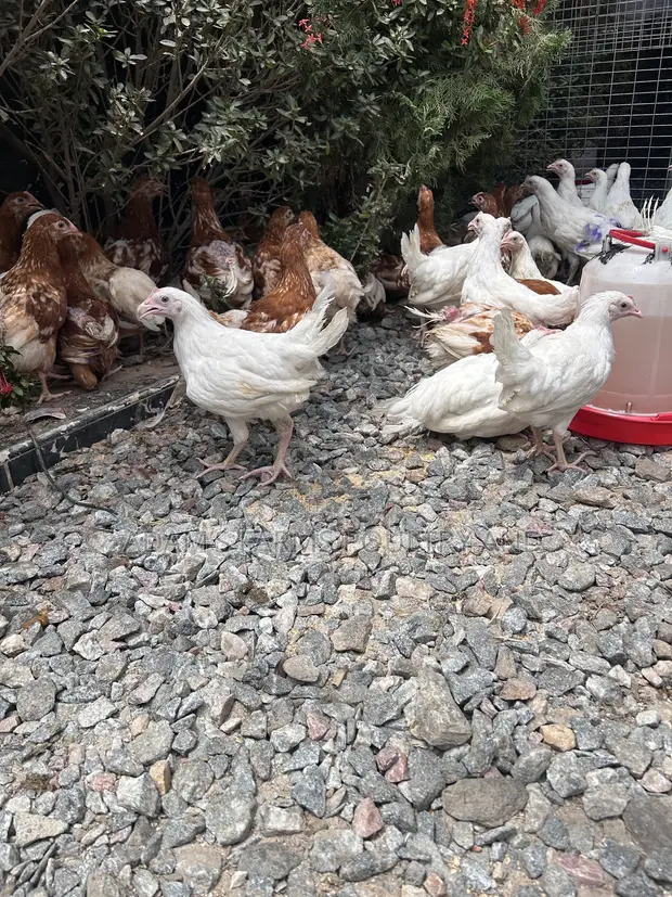 3-Month-Old Brown Layers & White Leghorns - 1