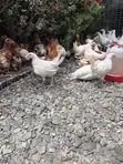 3-Month-Old Brown Layers & White Leghorns - 1