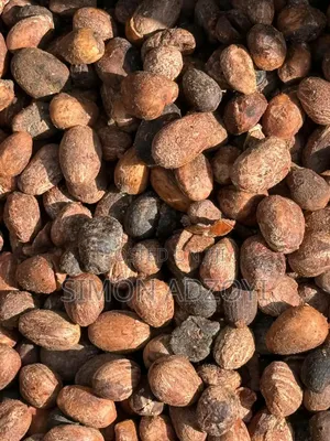 Shea Nuts for Sale - 500 Metric Tons Available