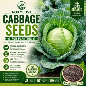 Oxylus F1 Cabbage Seeds (50g)