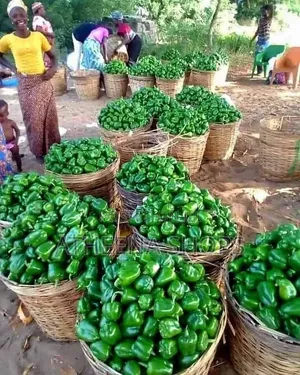 Simbad Bell Pepper Seeds (F1, 50 Grams)