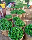 Simbad Bell Pepper Seeds (F1, 50 Grams) - 1