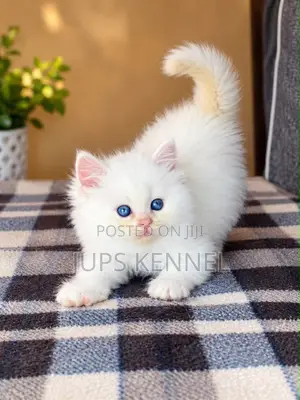 Female Purebred Persian Kitten (1-3 Months)