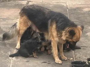 Purebred German Shepherd Puppies - 1-3 Months Old