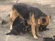 Purebred German Shepherd Puppies - 1-3 Months Old - 1