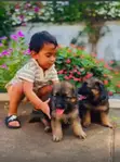 Purebred German Shepherd Puppies - 1-3 Months Old - 2