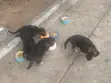 Purebred German Shepherd Puppies - 1-3 Months Old - 3