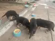 Purebred German Shepherd Puppies - 1-3 Months Old - 4