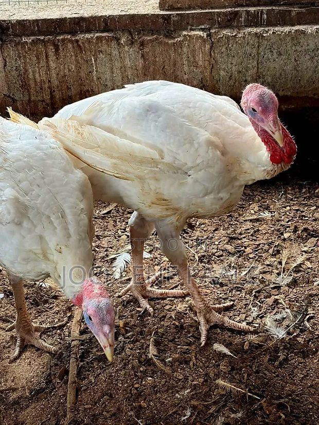 Turkeys for Sale - Oyarifa - 1