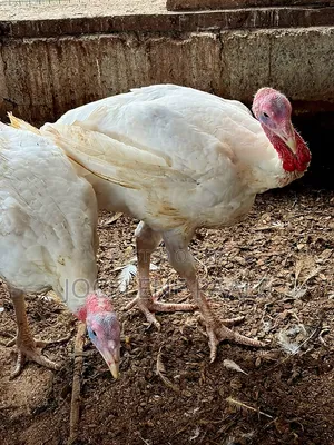Turkeys for Sale - Oyarifa