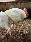 Turkeys for Sale - Oyarifa - 1