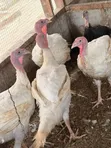 Turkeys for Sale - Oyarifa - 2