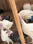 Turkeys for Sale - Oyarifa - 3