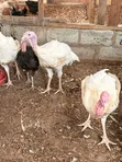 Turkeys for Sale - Oyarifa - 4