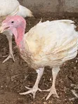 Turkeys for Sale - Oyarifa - 5