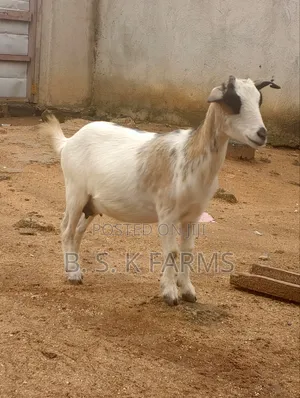 She Goat for Sale